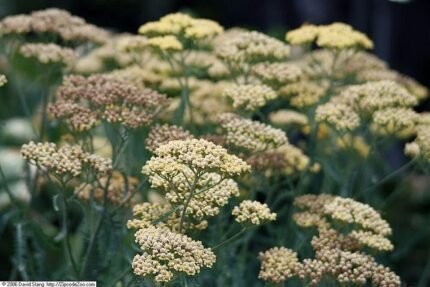 Terracotta Achillea bloemen in diepe aardetinten.