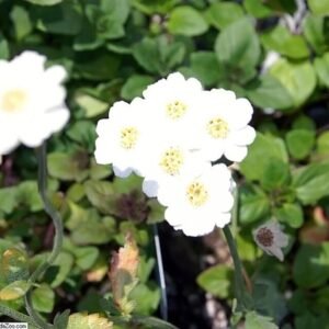 Achillea ageratifolia plant with delicate white flowers and feathery green foliage.