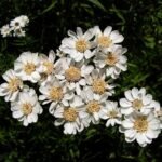 Dieproze wilde bertram bloemen in een tuin.