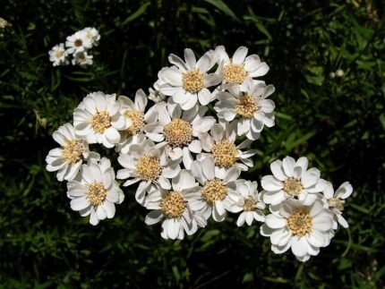 Dieproze wilde bertram bloemen in een tuin.
