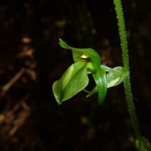 Exotische Achlydosa plant met groene blaadjes en witte bloemen.