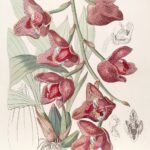 Acineta superba orchidee met witte bloemen en groen blad op botanische illustratie.