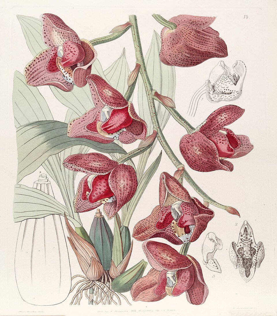 Acineta superba orchidee met witte bloemen en groen blad op botanische illustratie.
