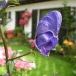 Purple Aconitum henryi 'Sparks Variety' flowers in full bloom.