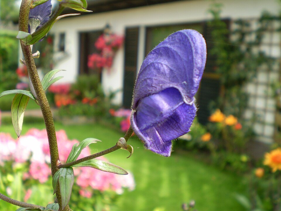 Purple Aconitum henryi 'Sparks Variety' flowers in full bloom.