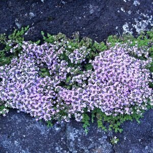 Thymus caespititius plant met ovale bladeren en paarse bloemen in tuin.