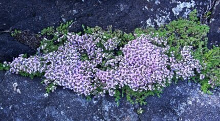 Thymus caespititius plant met ovale bladeren en paarse bloemen in tuin.