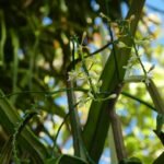 Bloeiende Acriopsis emarginata orchidee met witte bloem en groene bladeren.