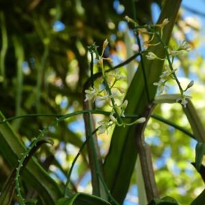 Bloeiende Acriopsis emarginata orchidee met witte bloem en groene bladeren.