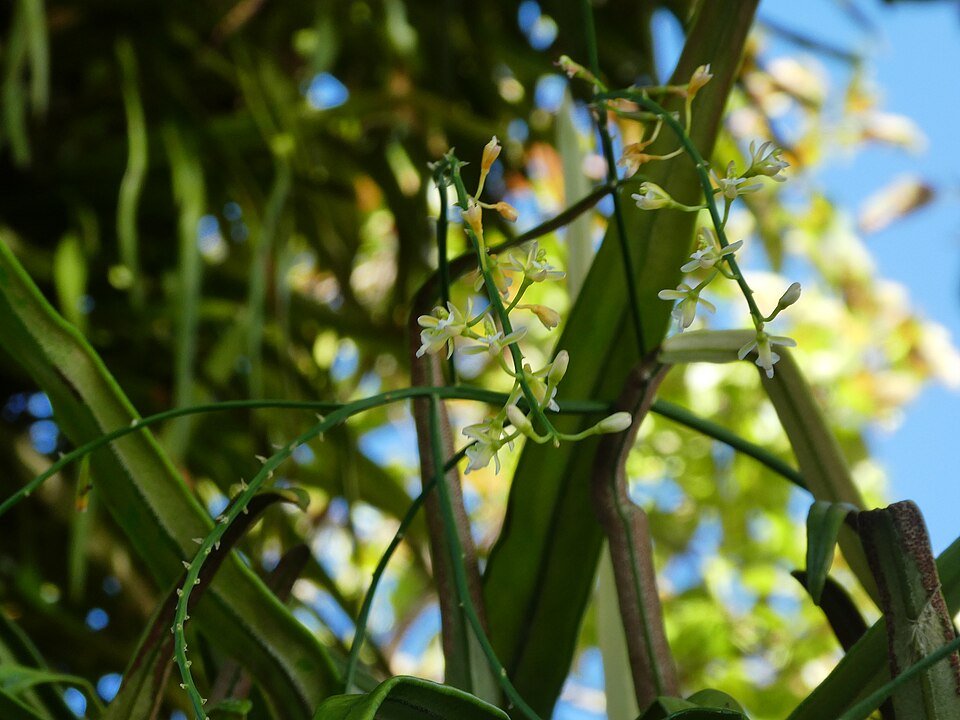Bloeiende Acriopsis emarginata orchidee met witte bloem en groene bladeren.