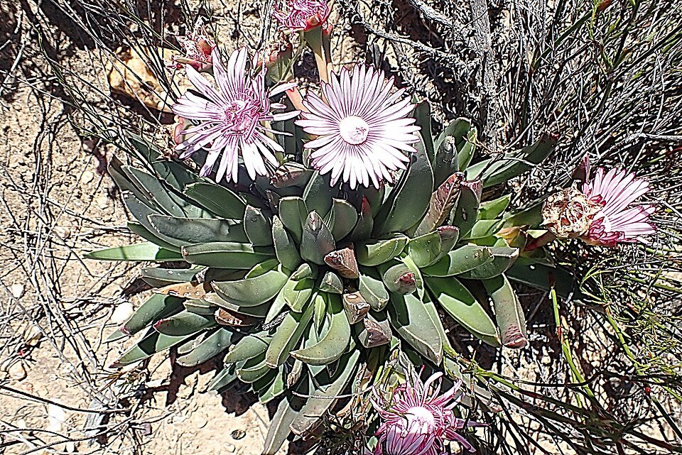 Purple and white Acrodon bellidiflorus plant in bloom.