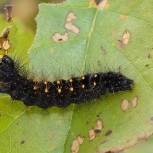 Close-up van zachte berkboombladeren op zonnige achtergrond.