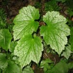 Actaea japonica bloem in volle bloei met witte bloemblaadjes en groen blad.