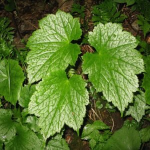 Actaea japonica bloem in volle bloei met witte bloemblaadjes en groen blad.