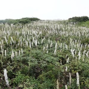 Actaea simplex plant in bloei met paarse bloemen en groen blad.
