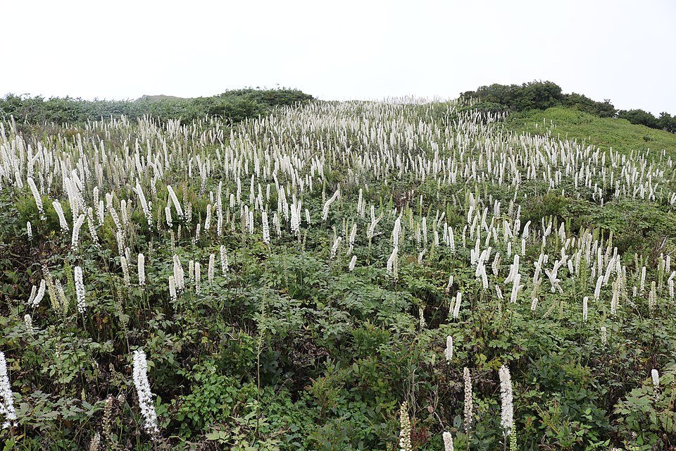 Actaea simplex plant in bloei met paarse bloemen en groen blad.