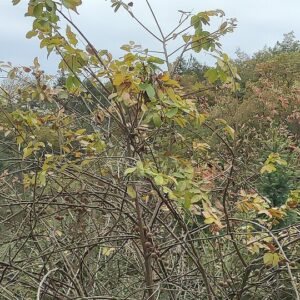 Kiwi fruit op een witte achtergrond.