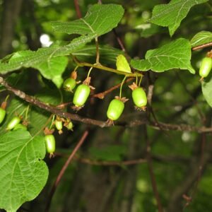 Kleurrijk blad van Actinidia kolomikta plant.
