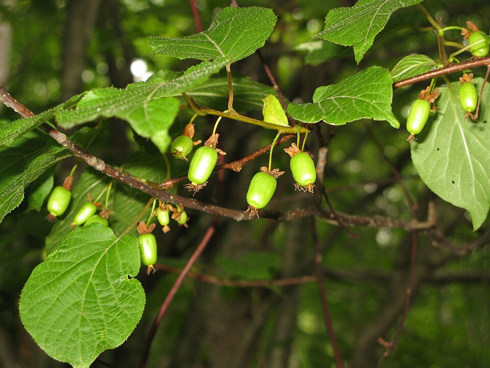Kleurrijk blad van Actinidia kolomikta plant.