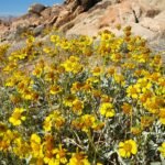 Bloeiende Encelia actoni met zilverachtige bladeren en gele bloemen.