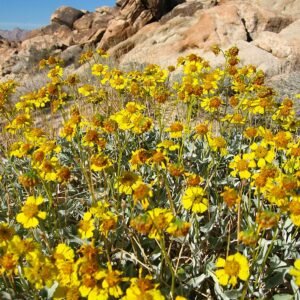 Bloeiende Encelia actoni met zilverachtige bladeren en gele bloemen.