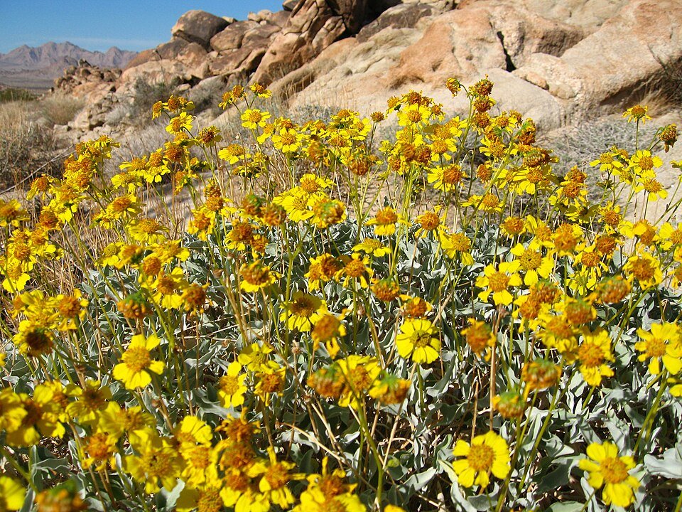 Bloeiende Encelia actoni met zilverachtige bladeren en gele bloemen.