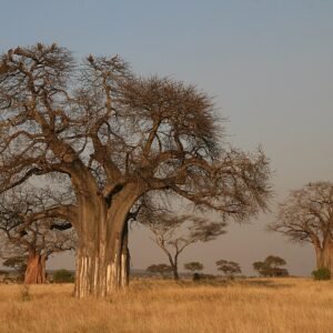 Afrikaanse baobab boom met dikke stam en groen bladerdek.