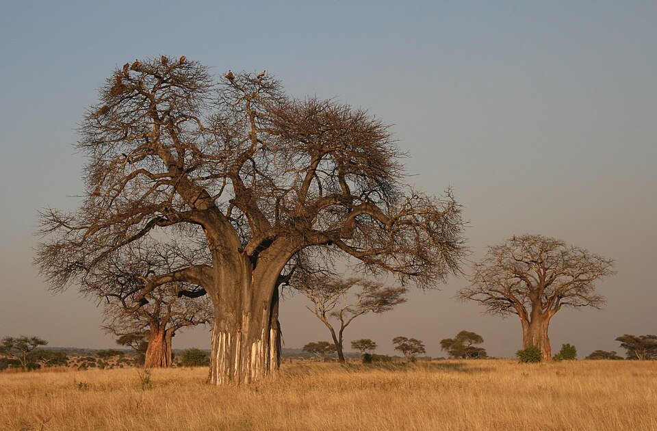 Afrikaanse baobab boom met dikke stam en groen bladerdek.