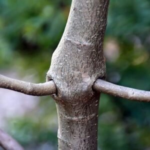 Australische baobab boom met groen blad en dikke stam.