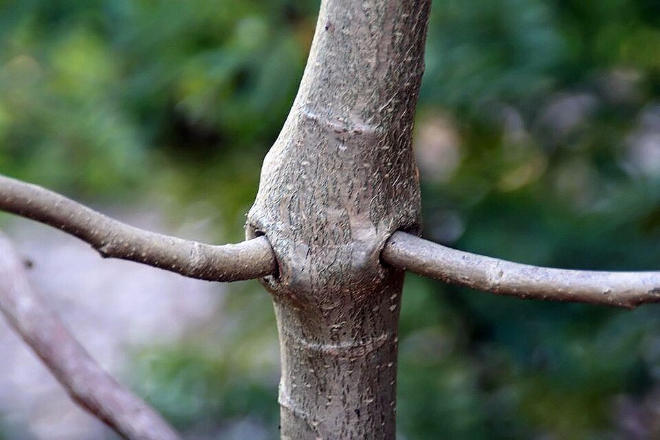 Australische baobab boom met groen blad en dikke stam.