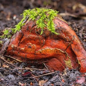 Moerascipres boom met pneumatoforen en ademwortel.