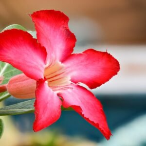 Close-up van een roze woestijnroos bloem op zandgrond.