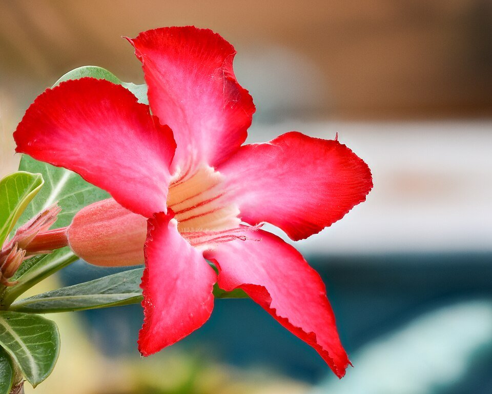 Close-up van een roze woestijnroos bloem op zandgrond.