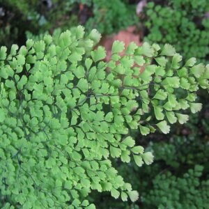 Adiantum aethiopicum plant met delicate groene bladeren en fijne textuur.