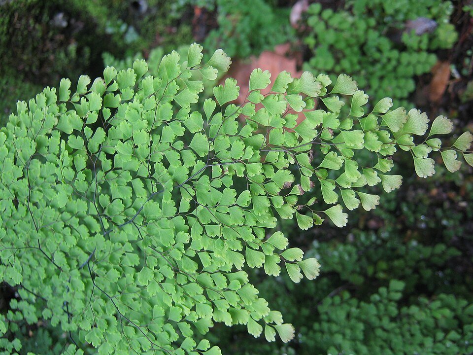 Adiantum aethiopicum plant met delicate groene bladeren en fijne textuur.