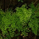 Adiantum capillus-veneris plant met delicate varenbladeren op Oahu.