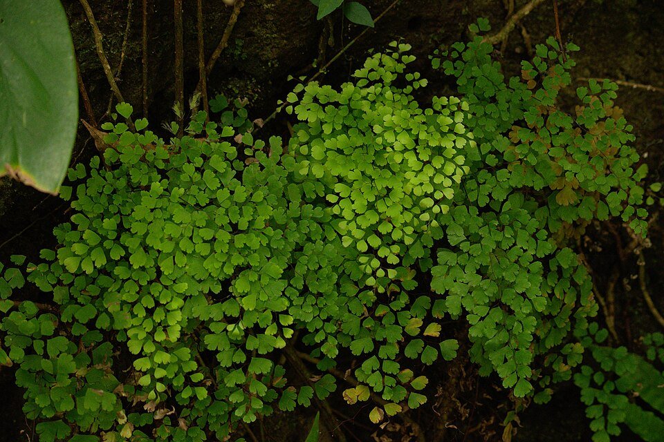 Adiantum capillus-veneris plant met delicate varenbladeren op Oahu.