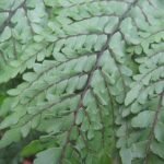 Adiantum formosum, groen varenblad met delicate bladstructuur.