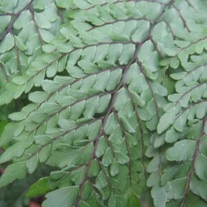 Adiantum formosum, groen varenblad met delicate bladstructuur.