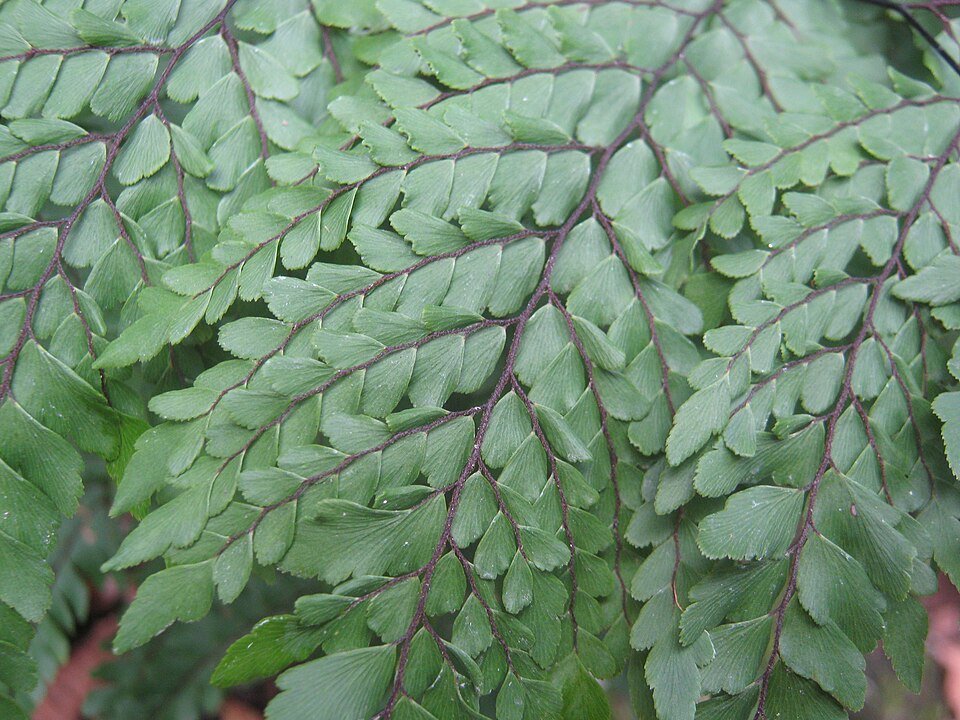 Adiantum formosum, groen varenblad met delicate bladstructuur.