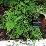 Adiantum jordanii met fijne groene bladeren tegen een stenen achtergrond.