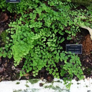 Adiantum jordanii met fijne groene bladeren tegen een stenen achtergrond.
