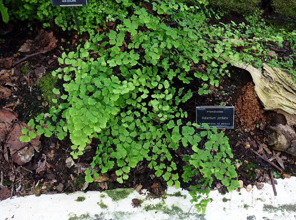 Adiantum jordanii met fijne groene bladeren tegen een stenen achtergrond.