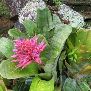 Tropische bloeiende Aechmea fasciata plant in roze en paarse tinten.