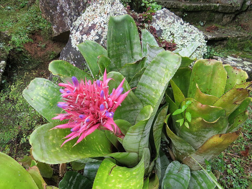 Tropische bloeiende Aechmea fasciata plant in roze en paarse tinten.