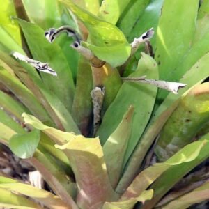 Aechmea rubens plant met groene bladeren en rode bloemen.