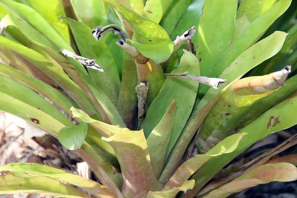 Aechmea rubens plant met groene bladeren en rode bloemen.