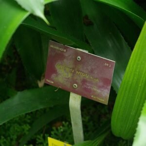 Close-up van Aechmea serrata bloeiende plant met groene bladeren.