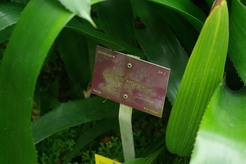Close-up van Aechmea serrata bloeiende plant met groene bladeren.