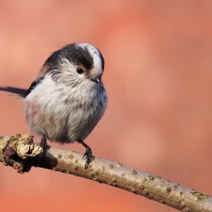 Celosia bloem in helder rood, geel en oranje.